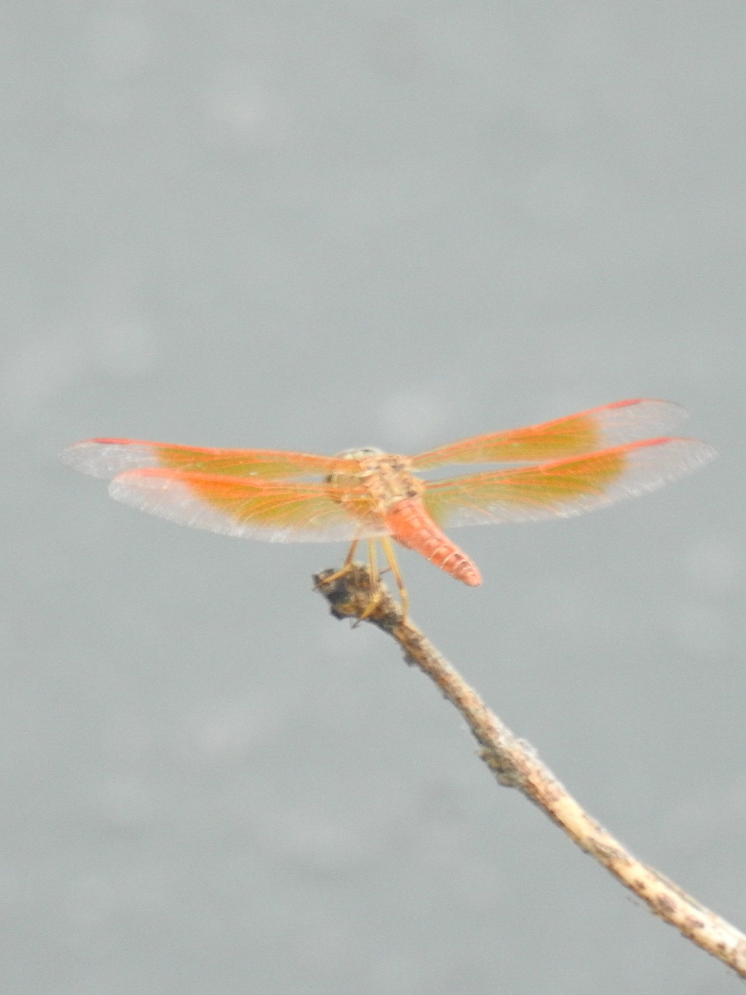 Ditch Jewel