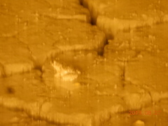 Fejervarya limnocharis