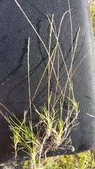 Muhlenbergia filiformis