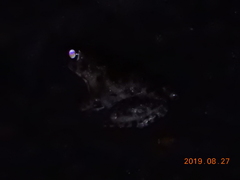 Fejervarya limnocharis