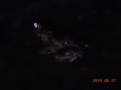 Fejervarya limnocharis