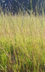 Muhlenbergia filiformis