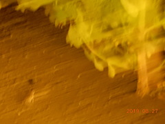 Fejervarya limnocharis