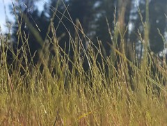 Muhlenbergia filiformis