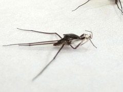 Gerridae