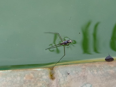 Gerridae
