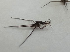 Gerridae