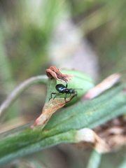 Anthelephila caerulea