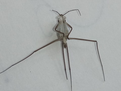 Gerridae