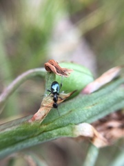 Anthelephila caerulea