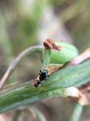 Anthelephila caerulea