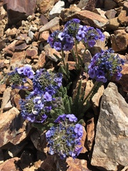 Polemonium eximium
