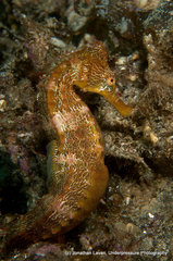 Hippocampus ingens