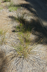 Juncus parryi