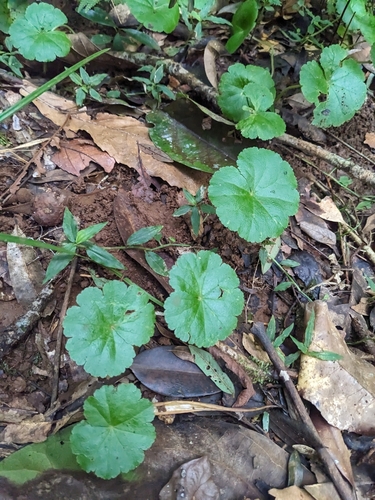 Image of Hydrocotyle pedicellosa by (c) ratbagplant, some rights reserved (CC BY)