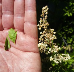 Holodiscus discolor glabrescens