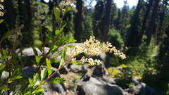 Holodiscus discolor glabrescens