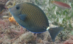 Prionurus maculatus