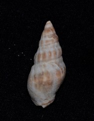 Cominella eburnea