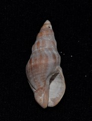 Cominella eburnea