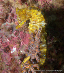 Hippocampus ingens