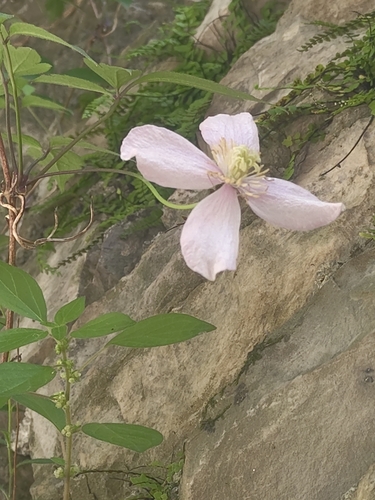 Image of Clematis montana by (c) Eva, some rights reserved (CC BY)