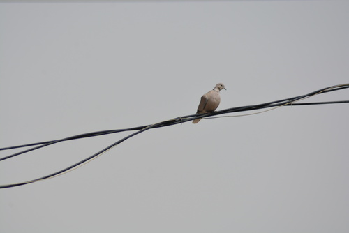 Eurasian Collared-Dove