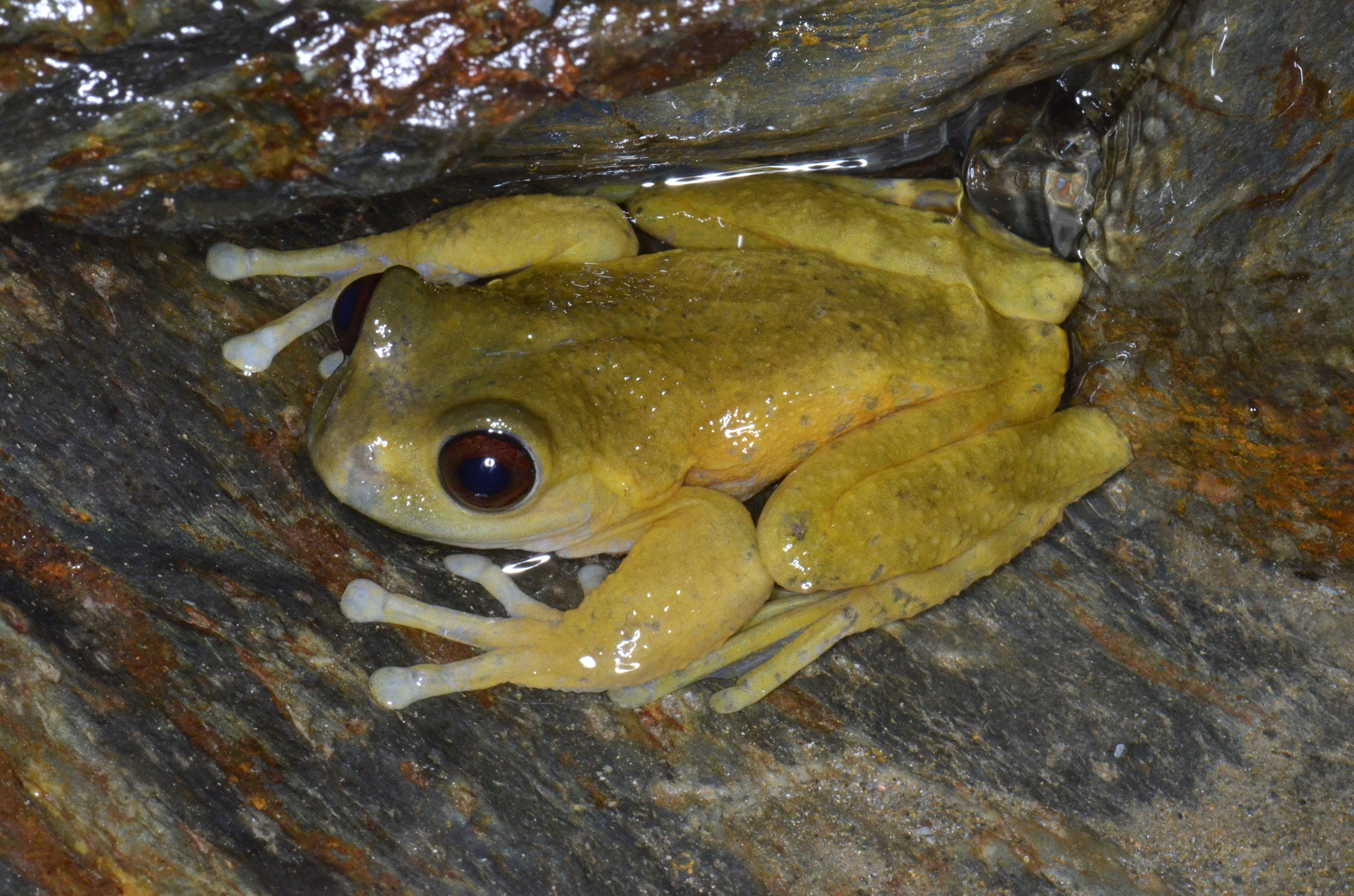 Armed Tree Frog photo 3