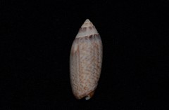 Oliva australis