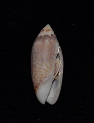 Oliva australis