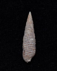 Cacozeliana granarium