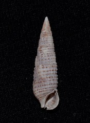 Cacozeliana granarium