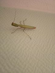 Mantis religiosa