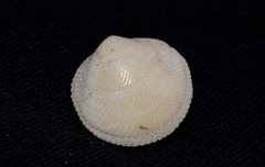 Divaricella irpex