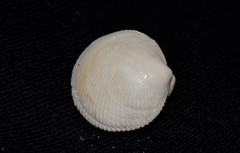 Divaricella irpex