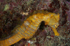 Hippocampus ingens