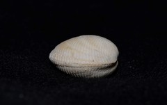 Divaricella irpex