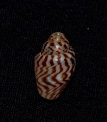 Pardalinops testudinaria