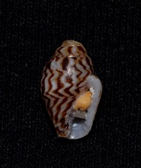 Pardalinops testudinaria