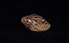 Pardalinops testudinaria