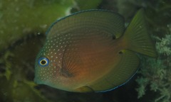 Ctenochaetus binotatus