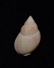 Nassarius glans
