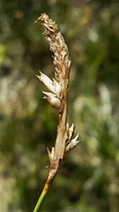 Carex inops inops