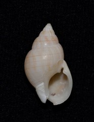 Nassarius glans