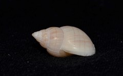 Nassarius glans