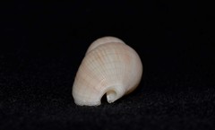 Nassarius glans