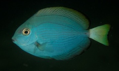 Acanthurus mata