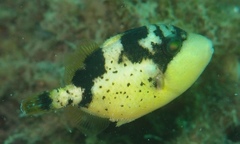 Pseudobalistes flavimarginatus