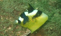 Pseudobalistes fuscus