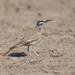 Greater Hoopoe-Lark - Photo (c) Tarique Sani, some rights reserved (CC BY-NC-SA)